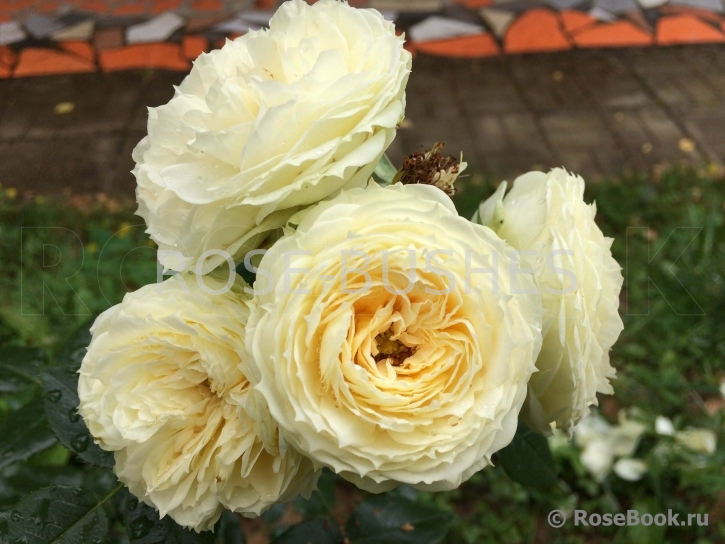 ����� ������. Lemon Rokoko. (����.)